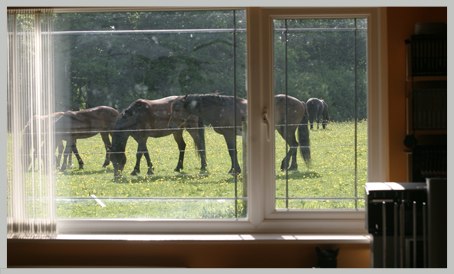 view from edit suit window with two local deer